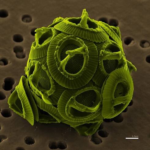 Haptophyta