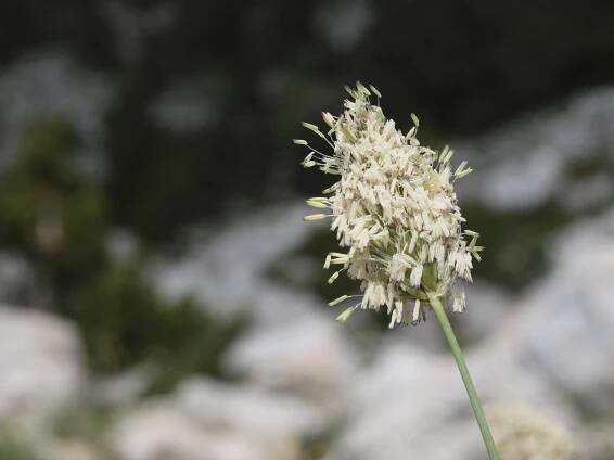 Sesleria robusta