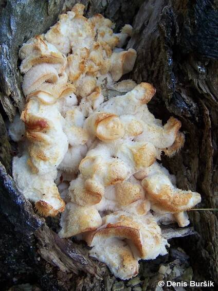Obrázek - Hericium cirrhatum (ježatec různozubý) | BioLib.cz