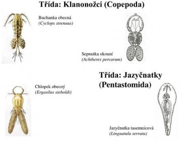 PPT - Kroužkovci (Annelida) Měkkýši (Mollusca) Členovci (Arthropoda) PowerPoint Presentation - ID:5984268