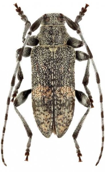 Oplosia cinerea