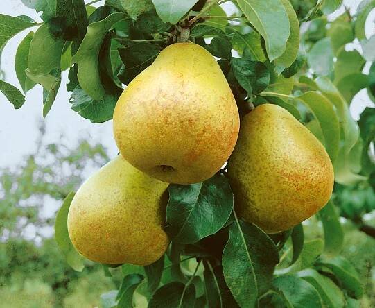 Pyrus communis Gellerts Butterbirne