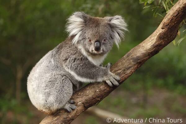 To nejlepší z Austrálie a Nového Zélandu