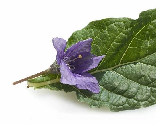 Mandragora