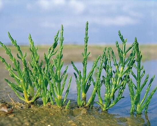 Glasswort