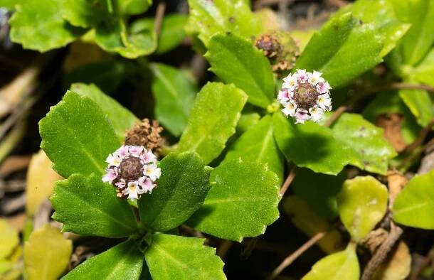 Hunigondi Filaa – Phyla nodiflora - Dhiveshi