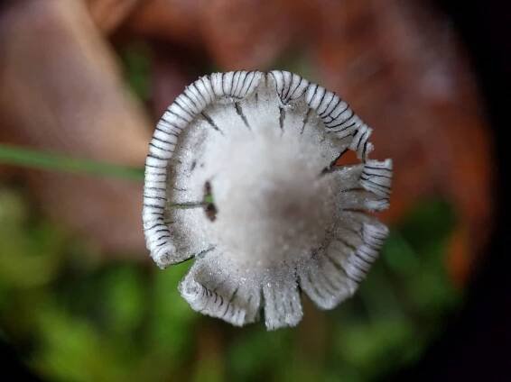 Coprinopsis nivea: Nejlepší průvodce houbami