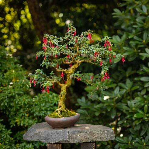 Botanická zahrada v Troji se promění v malé Japonsko - Proti šedi