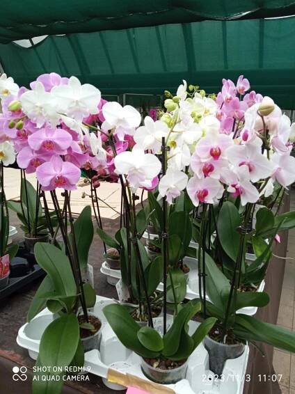 Botanická zahrada | ZŠ Mendelova