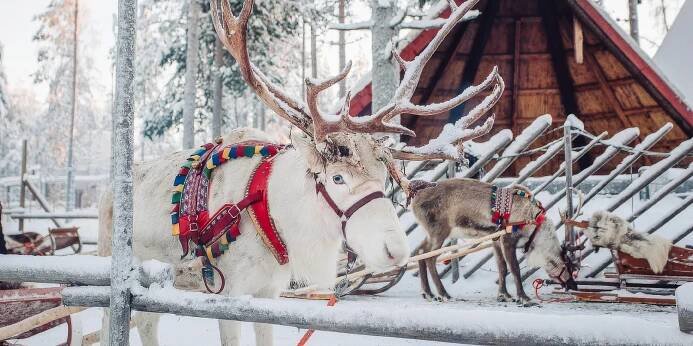 Advent v Santově vesničce na severu Finska: projížďka s husky i soby, ubytování a letenka