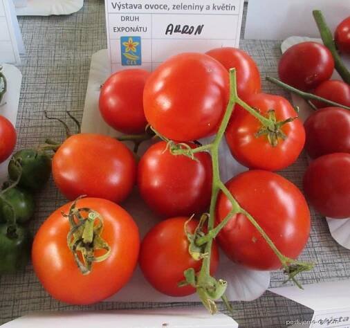 Lilek rajče Akron - Solanum lycopersicum 1