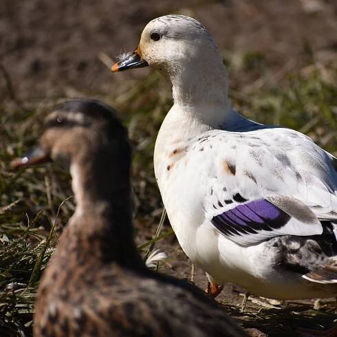 pigeoncallduck