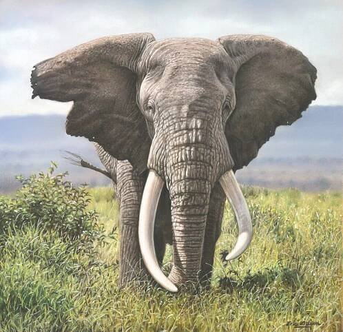   TUSKER  African Elephant Pastel on pastelmat, 12 x 13 inches.   Available:  • Paper and canvas fine art prints . 