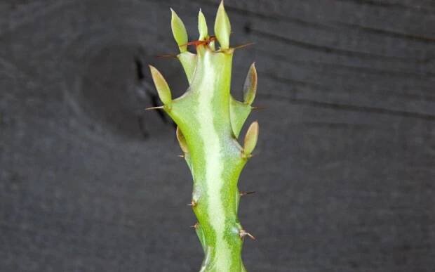 Euphorbia knuthii