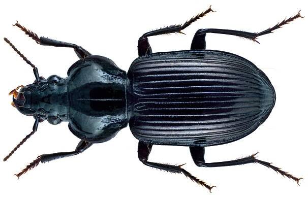 Pareuryaptus