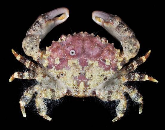 Crab Database · Krabi