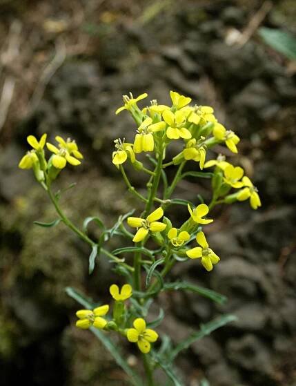 Erysimum crepidifolium - trýzel škardolistý | Brassicaceae - brukvovité | Natura Bohemica