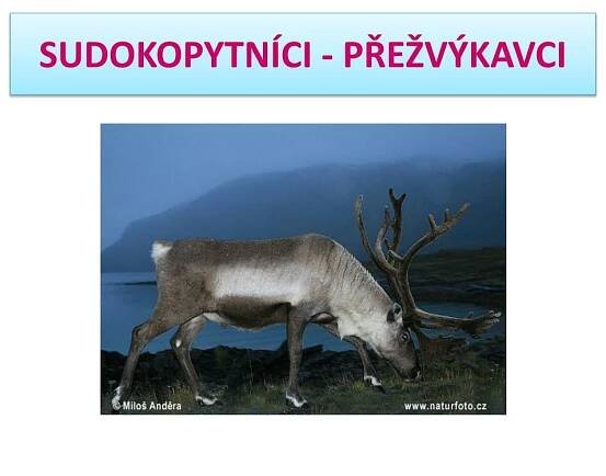 PPT - SUDOKOPYTNÍCI - PŘEŽVÝKAVCI PowerPoint Presentation, free download - ID:6289010