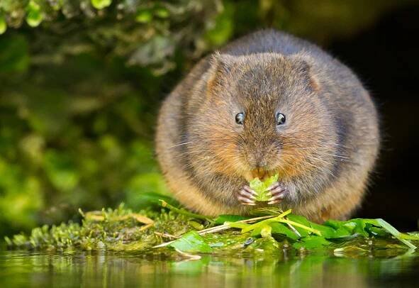 Vole
