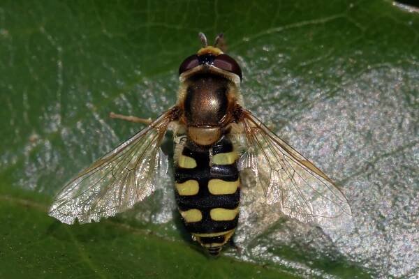 Soubor:Hoverfly (Eupeodes corollae) female.jpg – Wikipedie