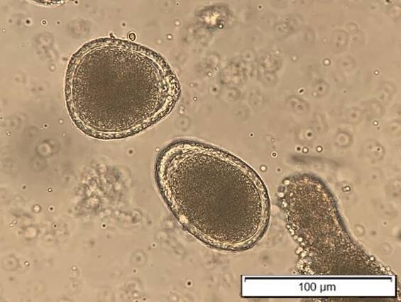 Common Gastrointestinal Parasites of Cattle - Digestive System - MSD Veterinary Manual