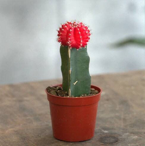 Moon Cactus - Plant Collective