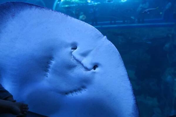 Stingray, Ryby, Meeresbewohner, Biologie
