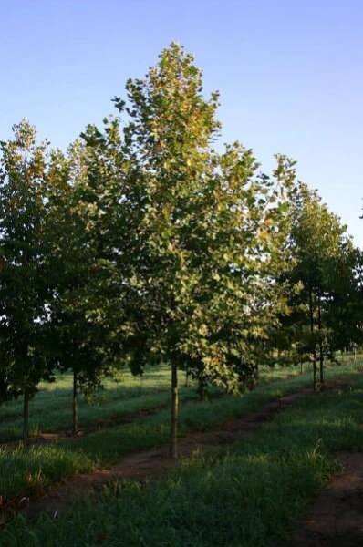 Plant Catalog | Tideland Gardens