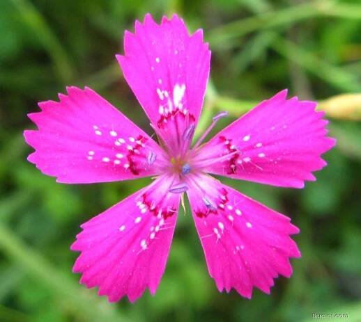 Hvozdík kropenatý - Dianthus deltoides