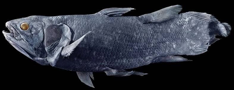 The Coelacanth May Live for a Century. That’s Not Great News