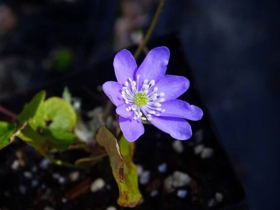 Hepatica nobilis
