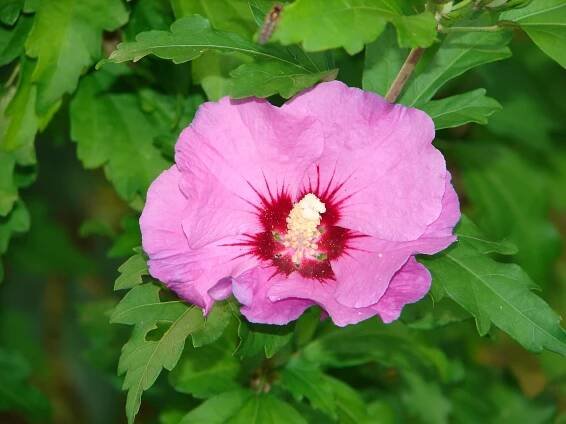 Obrázek - Hibiscus syriacus (ibišek syrský) | BioLib.cz