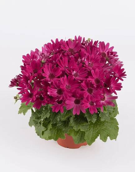 Senetti®-Red-02.png