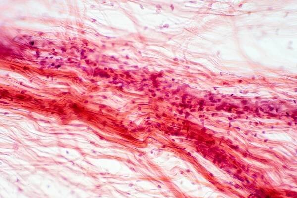 Areolární pojivová tkáň pod mikroskopem. Histologické pro fyziologii člověka. — Stock obrázek