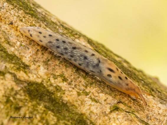 Lehmannia carpatica - podkornatka tečkovaná | Limacidae - slimákovití | Natura Bohemica