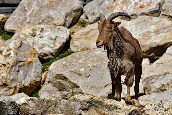 Základová fotografie na téma alpský, biodiverzity, bovidae, býložravec, capra, cestování, divočina, divoké zvíře, divoký