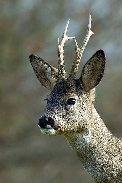 a close up of a deer with antlers on it's head