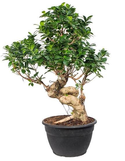 Fíkus, Ficus microcarpa, bonsaj Ginseng, skladem