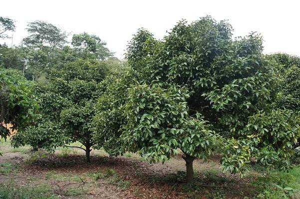 Kulatý mangostan skrývá zajímavé účinky na lidský organismus - Biolekar.cz