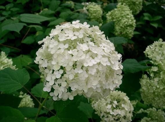 Hydrangea arborescens 'Annabelle' 2 lit.