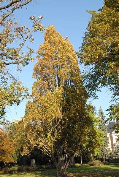 Quercus robur 'Fastigiata' | dub letní 'Fastigiata' - Van den Berk školky
