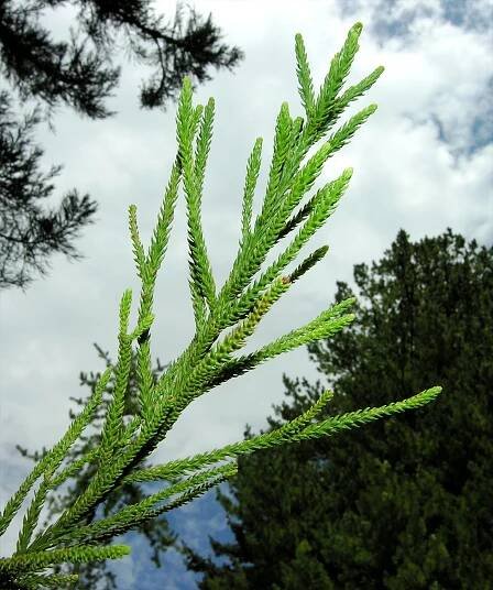 Sequoiadendron giganteum (Lindl.) J.Buchholz - Portale della Flora d'Italia / Portal to the Flora of Italy