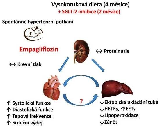 Vědci dali nemocným potkanům glifloziny. A pokusná zvířata ožila - zdravezpravy.cz