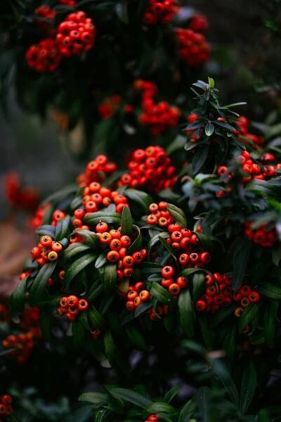 bezplatná Detailní záběr zářivě červených bobulí Pyracantha (Firethorn) proti svěžím zeleným listům v Yalova, Türkiye. Základová fotografie