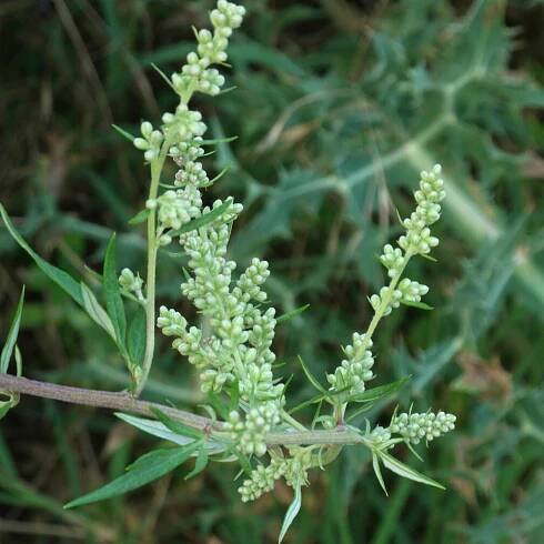 Artemisia-vulgaris--e1550425522217