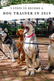 Find out how to become a professional dog trainer in 2019 in 3 easy steps! I mean wouldn't that be the coolest thing to being able to train dogs all day and actually getting paid for it as a successful dog trainer? This post shows you all the requirements, where you can get experience and how to apply for jobs or start your own dog trainer business. #dogtraining #dogtrainer #dogs #business Dog Training Tools, Dog Training School, House Training Dogs, Dog Training Techniques, Training Your Puppy, Dog Training Obedience, Dog Obedience, Training Schedule, Training Classes