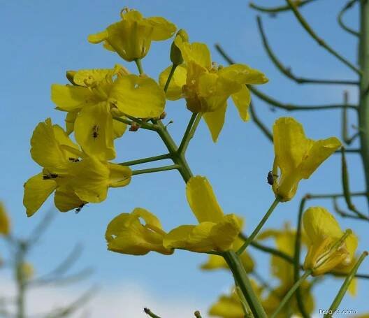 Brukev řepka (Brassica napus)