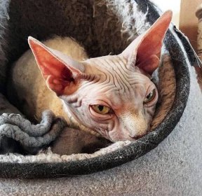 Povaha koček Sphynx, otázky péče a údržby, recenze majitelů