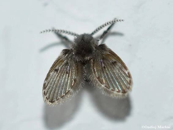 Clogmia albipunctata - koutule skvrnitá | Psychodidae - koutulovití | Natura Bohemica