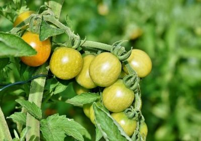 7 častých chyb při dozrávání zelených rajčat: Jak na to, aby rajčata dlouho vydržela
